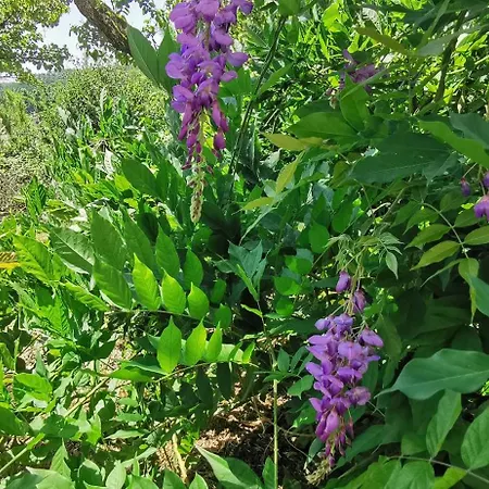 Guest house La Maison De Jardin Lucca