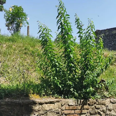 La Maison De Jardin Lucca